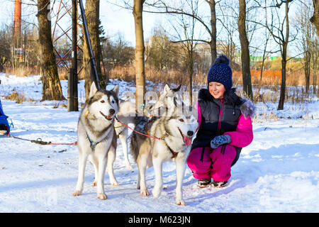 Mädchen spielen mit sibirischen Husky ruht im Schnee nach dem Rennen. Schlittenhunde husky Sport Rodeln mit Hundeschlitten auf Skiern genutzt. Sport Rennen für Anima Stockfoto