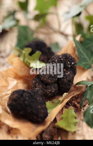 Schwarze Trüffeln und Blätter auf alten Holztisch. Stockfoto