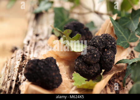 Schwarze Trüffeln und Blätter auf alten Holztisch. Stockfoto