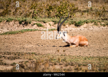 Grant's Gazelle oder Nanger Granti ruht auf dem Boden Stockfoto