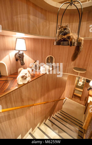 Tokyo, Japan - 17. April 2017: reinrassige Katzen innerhalb von Cat Cafe Mokka in Shibuya entfernt. Cat Cafe ist ein Cafe, wo die Besucher Zeit mit Katzen um Roaming verbringen, während Sie entspannen. Vertikale erschossen. Stockfoto