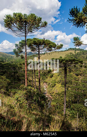 Panoramablick von einem Kiefernwald und Hügeln in Horto Florestal, in der Nähe von Campos do Jordao, eine Stadt, berühmt für seine Berge und wandern Tourismus. Brasilien. Stockfoto