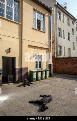 Zwei schwarze Hunde (Giant schnautzer) Entspannung in der Sonne in einem Hinterhof in Berlin, Deutschland, Europa. Stockfoto