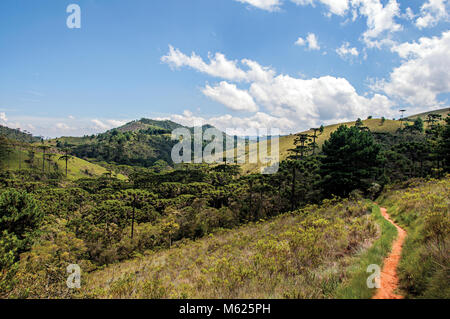Panoramablick von einem Kiefernwald und Hügeln in Horto Florestal, in der Nähe von Campos do Jordao, eine Stadt, berühmt für seine Berge und wandern Tourismus. Brasilien. Stockfoto