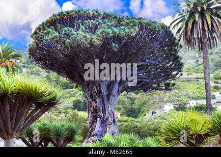Berühmte Baum auf der Insel Teneriffa, Icod de los Vinos, Spanien. Stockfoto