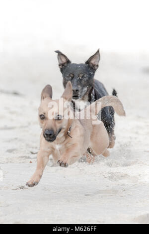 Hunde laufen am Strand Stockfoto