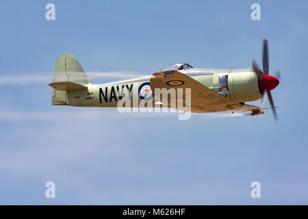 Ellsworth Getchell Piloten das Bristol Centaurus Hawker FB Mk. 11 Sea Fury bei einem Fly-by an der Airshow in 2009 Madera Madera, Kalifornien. Stockfoto