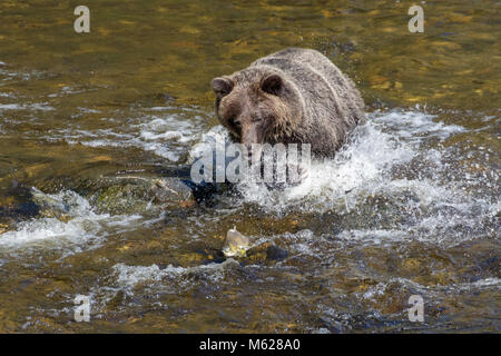 Grizzly bear hunting Pink Lachs in einem Fluss im Knight Inlet, British Columbia, Kanada Stockfoto