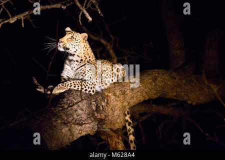 Männliche leopard ruht auf einem Zweig im Baum bei Nacht in Kapama Game Reserve, Südafrika Stockfoto