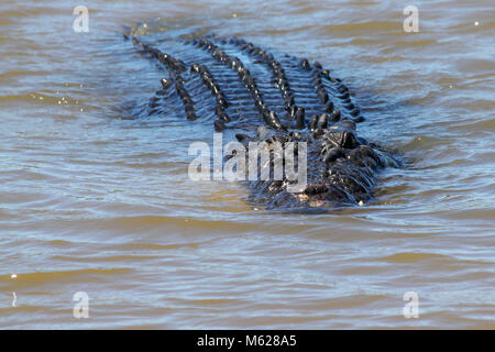 Salzwasser Krokodil schwimmen auf der Oberfläche mit Kopf im Yellow Water Billabong, Kakadu National Park, Northern Territory, Australien Stockfoto