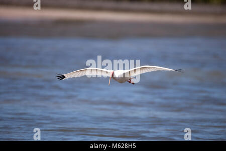 American White ibis Eudocimus Albus Vogel in und landet in einem Teich am Tigertail Beach auf Marco Island, Florida fliegt Stockfoto