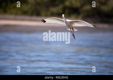 American White ibis Eudocimus Albus Vogel in und landet in einem Teich am Tigertail Beach auf Marco Island, Florida fliegt Stockfoto