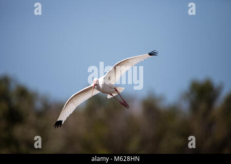 American White ibis Eudocimus Albus Vogel in und landet in einem Teich am Tigertail Beach auf Marco Island, Florida fliegt Stockfoto