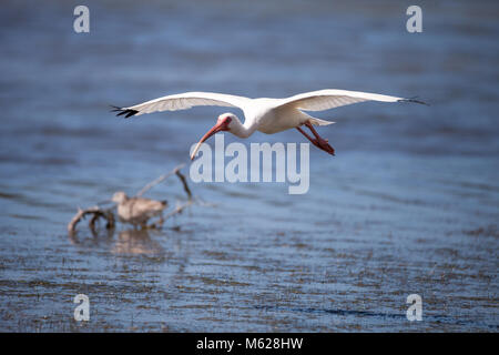 American White ibis Eudocimus Albus Vogel in und landet in einem Teich am Tigertail Beach auf Marco Island, Florida fliegt Stockfoto