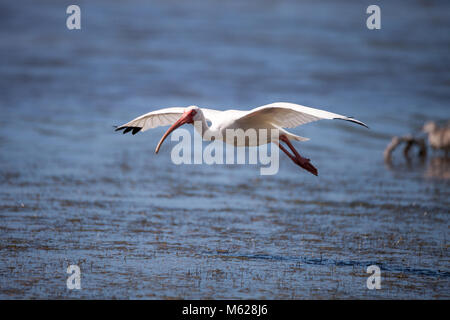 American White ibis Eudocimus Albus Vogel in und landet in einem Teich am Tigertail Beach auf Marco Island, Florida fliegt Stockfoto