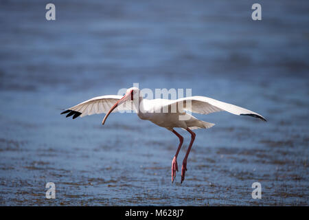 American White ibis Eudocimus Albus Vogel in und landet in einem Teich am Tigertail Beach auf Marco Island, Florida fliegt Stockfoto