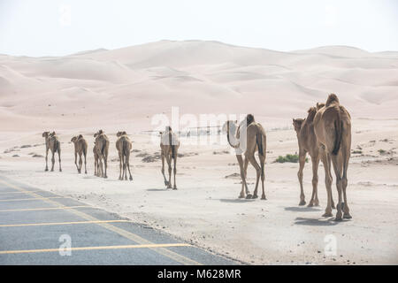 Eine Herde von 1001 Kamele, Dromedare auf dem Asphalt. Abu Dhabi, VAE. Stockfoto