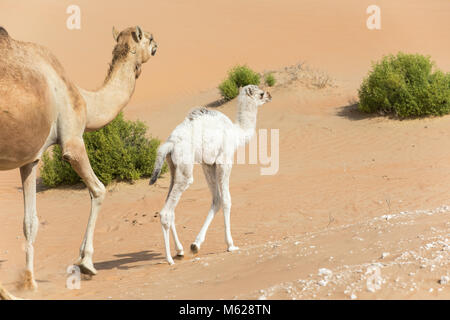 Stolz 1001 Dromedar kamel Mutter gehen mit ihr weißes Baby in der Wüste Abu Dhabi, VAE. Stockfoto