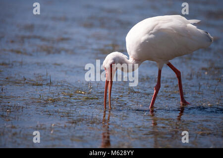 American White ibis Eudocimus Albus Vogel in einem Teich am Tigertail Beach auf Marco Island, Florida Stockfoto