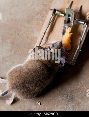 Tot gemeinsame Hausmaus (Mus musculus) in der Mausefalle verfangen - USA Stockfoto