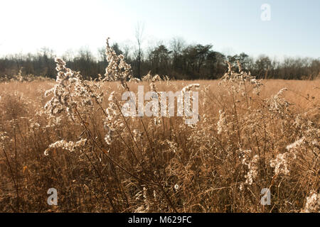 Trockenes Gras im freien Feld - Pennsylvania, USA Stockfoto