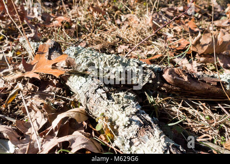 Flechten Wachstum auf Ast-Pennsylvania USA Stockfoto