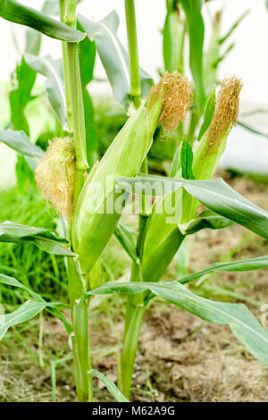 Zur Ernte bereit Hokkaido rein weiß Mais Stockfoto