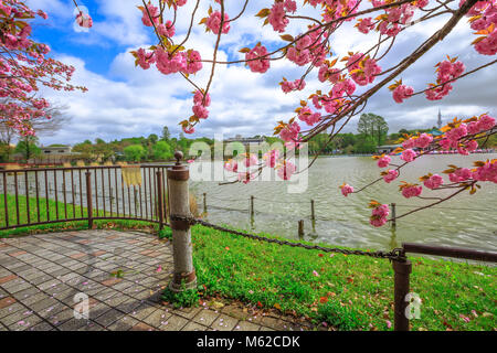 Niederlassungen der blühenden Kirschbäume im Vordergrund blüht. Teich Shinobazu in Ueno Park, Tokyo. Ueno Park ist der beste Ort in Tokio für die Betrachtung von Kirschblüten betrachtet. Stockfoto