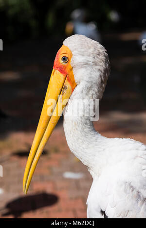 Nahaufnahme der Kopf einer Nimmersatt (mycteria Ibis) Stockfoto