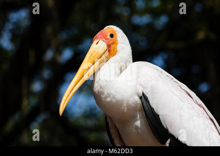 Yellow-billed Stork (mycteria Ibis) mit geschlossenen Schnabel Stockfoto