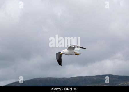 Weniger Schwarz-backed Möwen sind recht häufig entlang der Ufer des westlichen und nördlichen Europa. Stockfoto