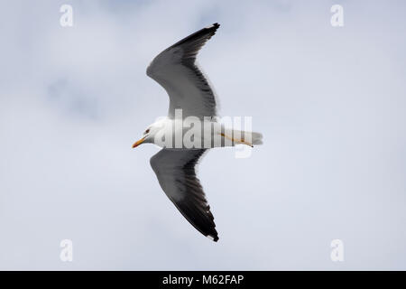 Weniger Schwarz-backed Möwen sind recht häufig entlang der Ufer des westlichen und nördlichen Europa. Stockfoto