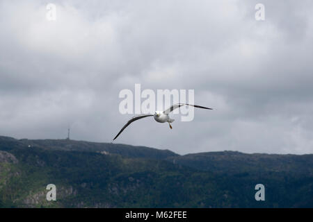 Weniger Schwarz-backed Möwen sind recht häufig entlang der Ufer des westlichen und nördlichen Europa. Stockfoto