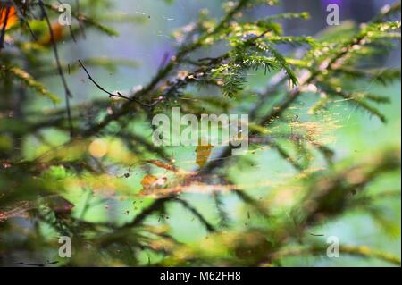 Schönes Muster in den Wald Stockfoto