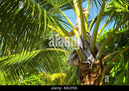 Tropische Wald auf der Insel im Indischen Ozean Stockfoto
