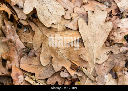 Trocken gefallenen Blätter in der Nähe von Stockfoto