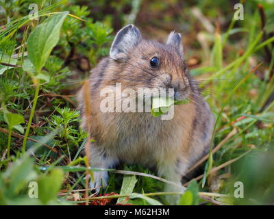 Pika kauen Blätter in den kanadischen Rockies Stockfoto