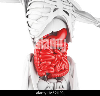 3D-Darstellung. Verdauungssystem, Anatomie detail Stockfoto