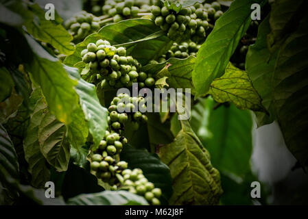 Kaffeeplantage in Coorg Karnataka Indien Stockfoto