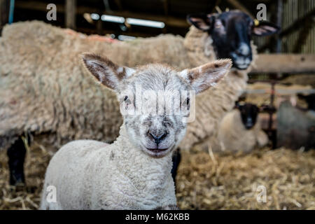 Eine scharf gerendert Lamm in einem horizontalen Portrait vor einem unscharf Mutter auf schützend im Hallenbad lambing Scheune getroffen. Stockfoto