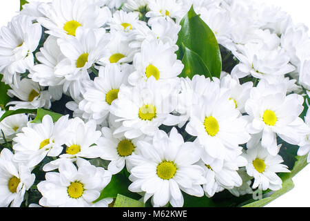 Ein Blumenstrauß aus den weißen Gänseblümchen, Chrysanthemen in einem hellen Grün Paket. Ein Urlaub, ein Geschenk für eine Frau. Groß und smart. Close Up. Isoliert. Stockfoto