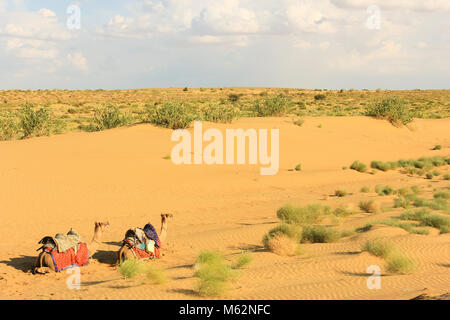 Zwei Kamele in der Wüste von Rajasthan, Indien, sich auszuruhen. Arid heißen Ort. Geführte Tour, Sand Dünen reise Konzept Stockfoto