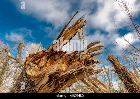 Nahaufnahme von einer verfallenden, gefallenen Esche, zeigt die gezackten, zerbrochene Scherben von Holz Stockfoto