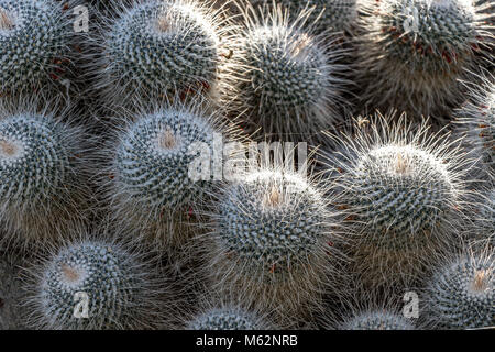 In der Nähe von Twin Mammillaria geminispina-/spined Cactus Stockfoto