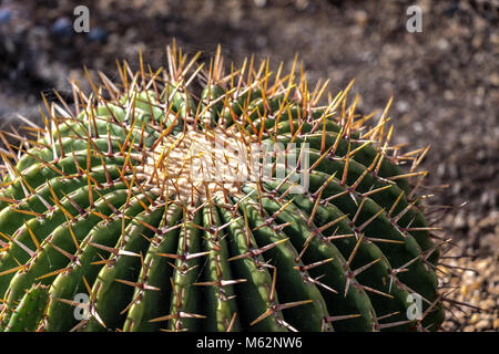 Nahaufnahme von Echinocactus platyacanthus oder riesige barrel Kaktus in Mexiko gefunden in die Chihuahuan Wste region Stockfoto