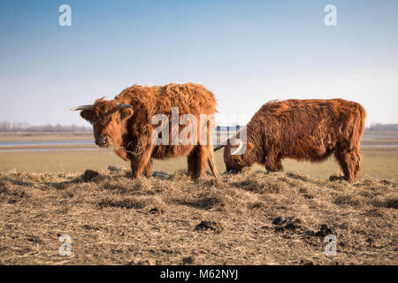 Schottische Hochlandrinder auf holländischen Polder. Natur Park in Holland, Wiesen zwischen den Flüssen, Kanälen, die Pools und den Überlauf. Stockfoto