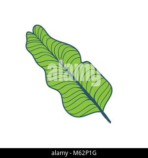 Banana Tree Tropical Leaf Handgezeichnete Abbildung Stock Vektor