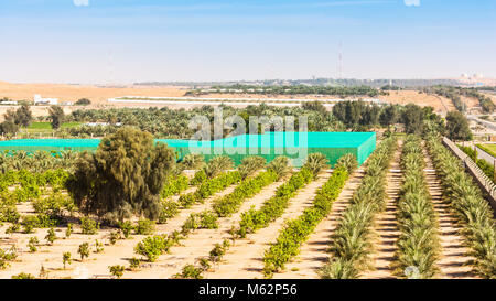 Eine wüste Bauernhof unter Dünen in der Nähe von Al Ain im Emirat Abu Dhabi, Vereinigte Arabische Emirate. Stockfoto