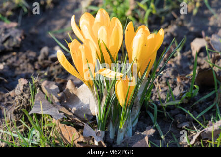 Gelbe Krokusblüten Stockfoto