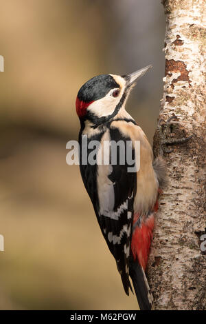 Nahaufnahme eines männlichen, juvenilen Buntspechtes (Dendrocopos major), der sich an der Seite des Baumstamms festklammert. Rückseite, Seitenansicht mit rotem Nacken. Stockfoto